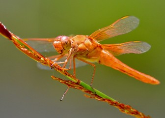 Dragon fly