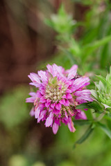 Purple Clover Flower