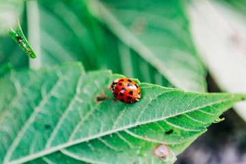 Ladybug on Green Leaf