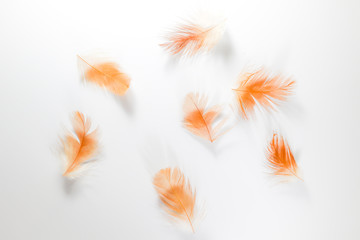 Obraz premium Beautiful abstract close up color white brown and orange feathers on white isolated background and wallpaper