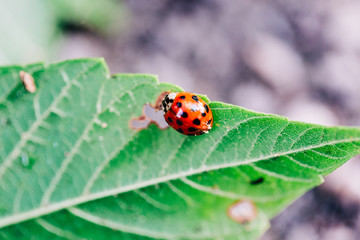 Fototapeta premium Ladybug on Green Leaf