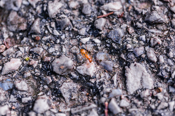 Red Ant in Nature