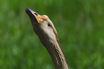 Toulouse Goose in a Farmyard