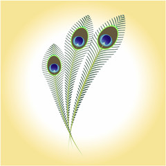 Illustration of a set of peacock feathers