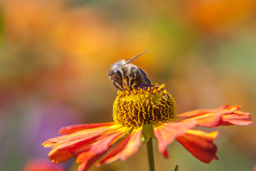 Honey bee covered with yellow pollen drink nectar, pollinating orange flower. Inspirational natural floral spring or summer blooming garden or park background. Life of insects. Macro close up