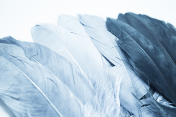 Beautiful abstract close up white light blue and purple feathers background and wallpaper