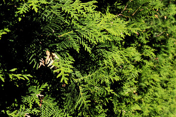 View of young green spruce branches