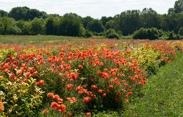 sommerblumenwiese