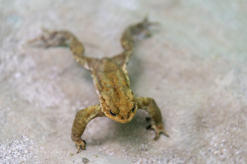 Frog in a lake looking for insects