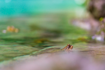 Frog in a lake looking for insects
