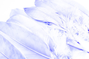 Fototapeta na wymiar Beautiful abstract close up white light blue and purple feathers background and wallpaper