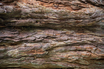 Background of a sequoia trunk
