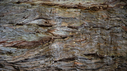 Background of a sequoia trunk