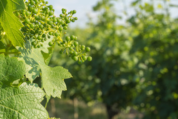 Weinanbau in Werder (Havel) in Brandenburg