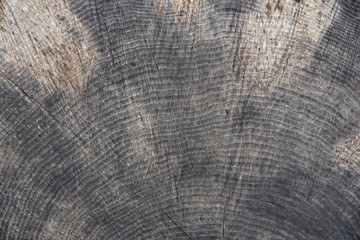 Background of a cut tree trunk