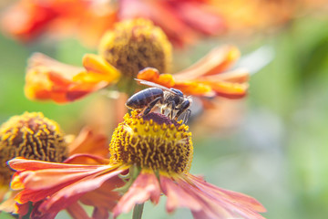 Honey bee covered with yellow pollen drink nectar, pollinating orange flower. Inspirational natural floral spring or summer blooming garden or park background. Life of insects. Macro close up