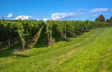 Rows of grapes in vineyard