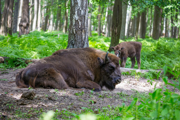 European bison, wisent