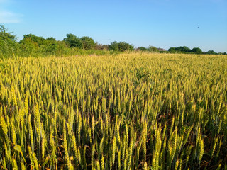Spikelets of green wheat in a field against blue sky.