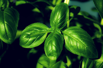 basil leaves tasty food italian herbal background