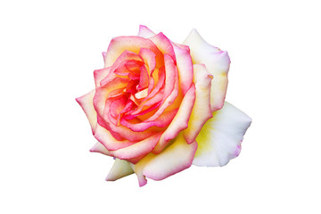 Obraz na płótnie Canvas rose isolated on white background