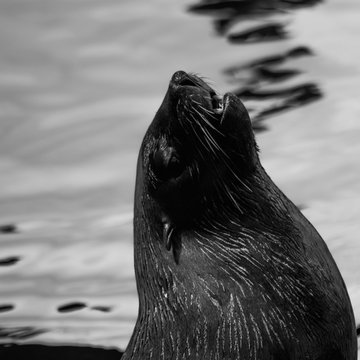 「Otari」の写真素材 610件の無料イラスト画像 Adobe Stock