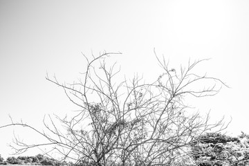 Fototapeta na wymiar Árvores Preto e Branco em Iguape