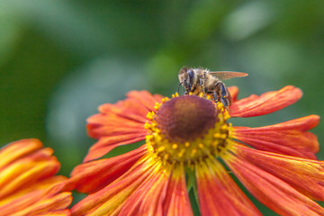 Honey bee covered with yellow pollen drink nectar, pollinating orange flower. Inspirational natural floral spring or summer blooming garden or park background. Life of insects. Macro close up