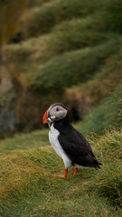 Fototapeta premium The iconic puffin with a mouthful of sand eels in South Iceland