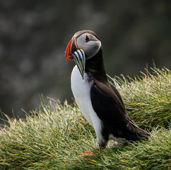 The iconic puffin with a mouthful of sand eels in South Iceland