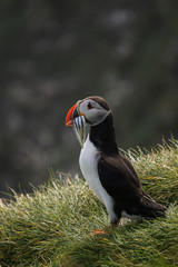 The iconic puffin with a mouthful of sand eels in South Iceland