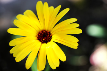 Flower with leaves Calendula
