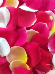 Rose petals flower, summer design