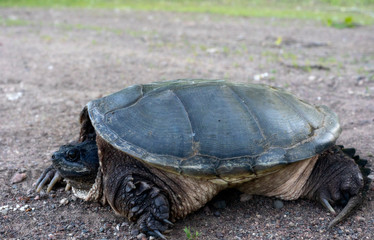 Snapping Turtle