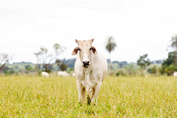 Nelore cattle in fattening production for slaughter. Livestock of Brazil