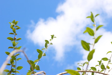 green leaves and blue sky