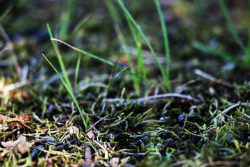 View of a young green grass