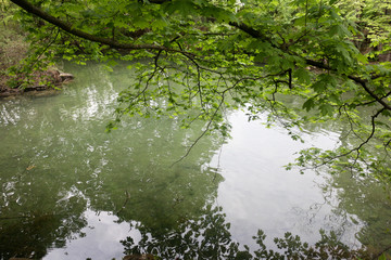 Green pond
