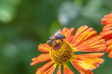Honey bee covered with yellow pollen drink nectar, pollinating orange flower. Inspirational natural floral spring or summer blooming garden or park background. Life of insects. Macro close up