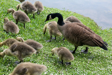 Goose and babies