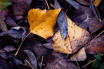 AUTUMN FALLEN LEAVES ON THE GROUND