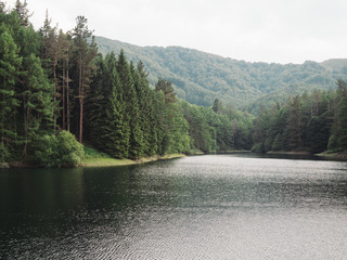 Calm and peaceful shore of a lake with pine trees in the background