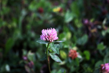 Fototapeta premium Red flower clovers on green background leaf . close-up shot