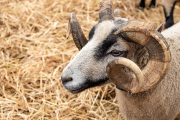 Goat face with horns.