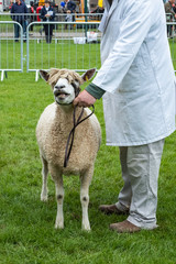 Goat handlers showing livestock at Royal Three Counties Show Hereford.