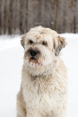 Portrait of South Russian Shepherd Dog for a walk in a winter forest.