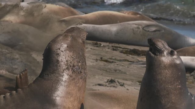 Handheld, close up, slow motion footage of two elephant seals fighting next to other seals.