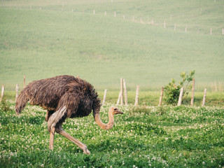 Ostrich grazing in green pasture in Basque Country farm