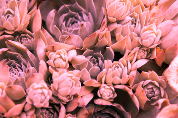 Burgundy Succulents - Stone Rose Background