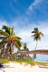 Fototapeta na wymiar DOMINICAN CARIBBEAN SEA AND PALM TREES ON THE SHORE ON BLUE SKY WITH CLOUDS